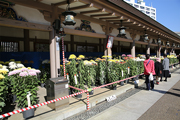 菊祭りは日本一とも称され とても有名な秋のお祭りです